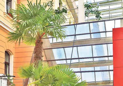 Nuntă la munte, la umbra palmierului