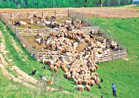 500 € să stea 7 zile la o stână