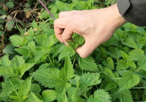 Urzica, planta minune pe care o găseşti pe toate drumurile