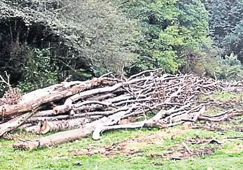 Reguli mai stricte pentru procesatorii de masă lemnoasă