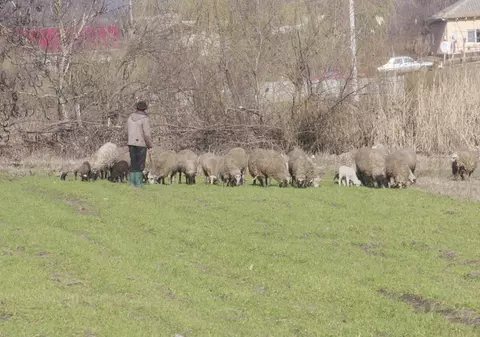 Nu e banc! Lupul, reclamat la 112 pentru că a mâncat o oaie