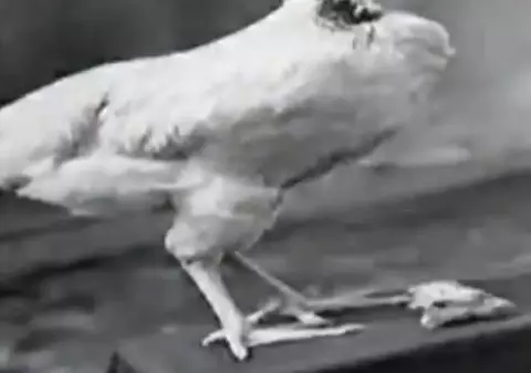 Povestea FASCINANTĂ a cocoșului care a trăit un an și jumătate FĂRĂ CAP | VIDEO