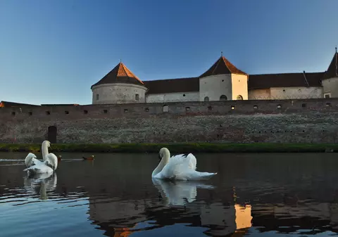 Culmea hoției în România! Au furat ouăle de sub lebede | FOTO