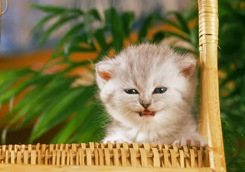 Și pisicile pot fi stresate! Modalitatea simplă prin care le poți ajuta