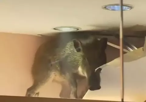 Ce porc! Un animal a intrat într-un mall prin acoperiș! | VIDEO