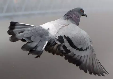 S-a întâmplat în India! Un porumbel bănuit de spionaj a fost arestat