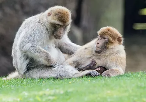 O femeie susţine că a fost AGRESATĂ SEXUAL de două MAIMUŢE, în vacanţă. Ce a făcut victima după aceea e incredibil