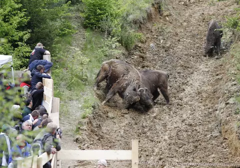 Zimbri liberi în Carpații Meridionali, pentru prima oară după mai bine 200 de ani | FOTO