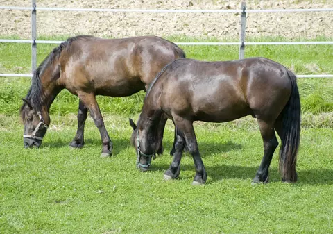 Cu gândul la ochiul dracului, în slujba Domnului. Gestul ORIBIL al un preot: a răpit 7 cai și cere răscumpărare pe ei