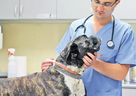 Pipeta - asigurarea de viaţă a câinelui tău 