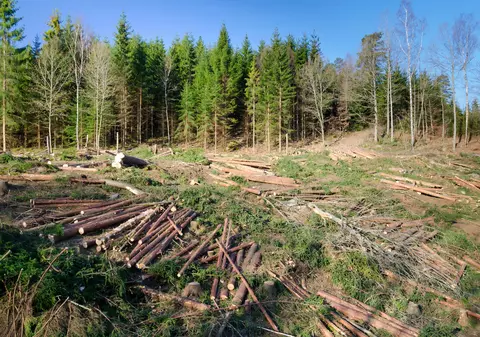 Exclusiv. Pădurile României, lăsate pradă hoților de lemn