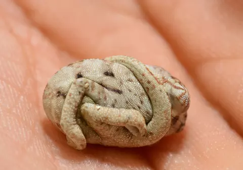 Un animăluț NU A REALIZAT că A FOST NĂSCUT | FOTO