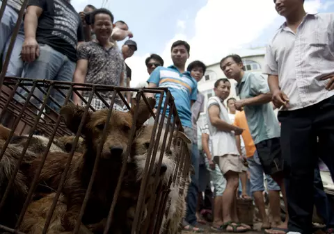 S-a încheiat "Festivalul cruzimii" în China. Mii de câini au fost omorâţi în bătaie şi gătiţi