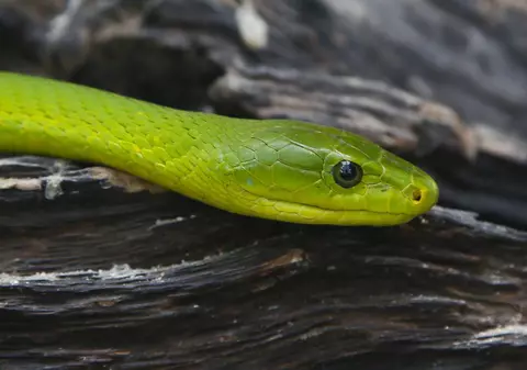 Grădina Zoologică din Braşov, închisă din cauza dispariţiei unui şarpe extrem de veninos