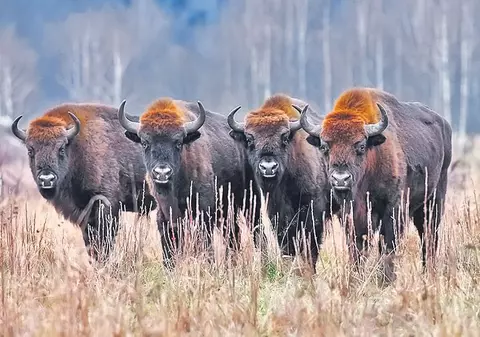 Te cazezi în grajd, ca să vezi zimbri