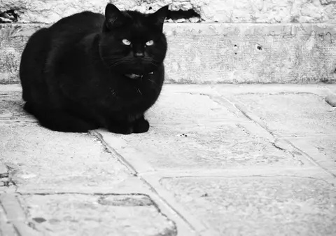 Animalele, afectate și ele de CRIZA din GRECIA