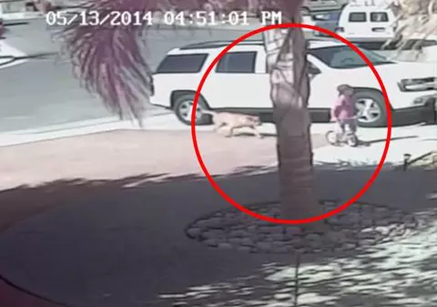 Pisica eroină! A salvat copilul din colții unui câine | VIDEO