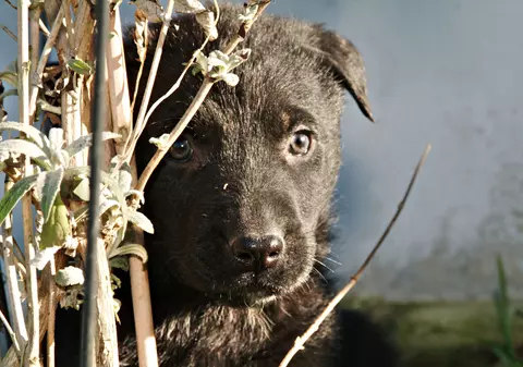 A cumpărat doi câini, însă după ce au crescut a fost surprins să vadă cu ce trăiește în casă