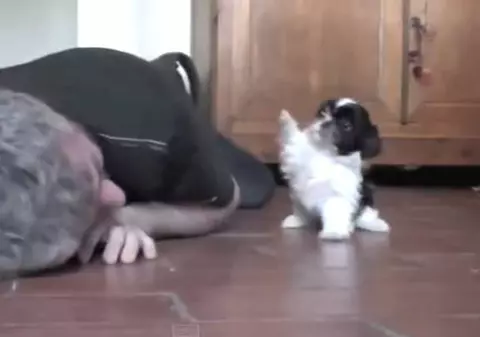 Acest căţeluş te va înveseli imediat! Uite cum se joacă împreună cu stăpânul lui | VIDEO ADORABIL