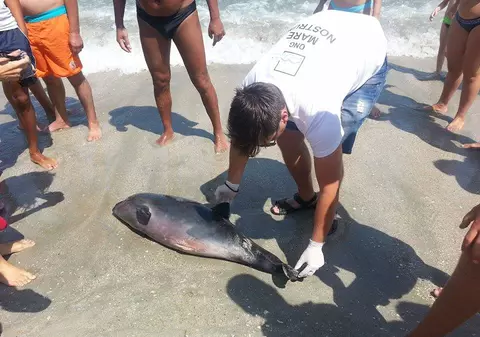 Delfini morți din cauza plaselor de pește