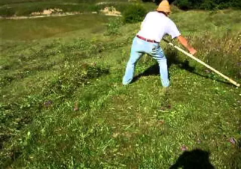 Un țăran riscă pușcăria pentru că a furat...fân din curtea vecinei!