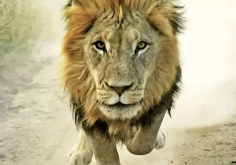 A omorât cel mai faimos leu din Africa! Un dentist american a ajuns cel mai detestat om din lume | FOTO