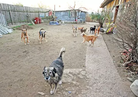 Bătrân din Brăila, ucis de câinii pe care îi ţinea în curte