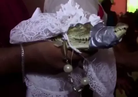 Mare-i grădina Domnului! Un primar s-a căsătorit cu un aligator. Animalul a fost îmbrăcat în mireasă VIDEO