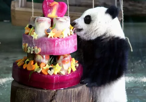 De necrezut! O ursoaică PANDA a simulat o sarcină dintr-un motiv incredibil