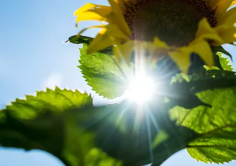 Încălzirea globală: Anul cu cele mai ridicate temperaturi înregistrate vreodată pe Pământ