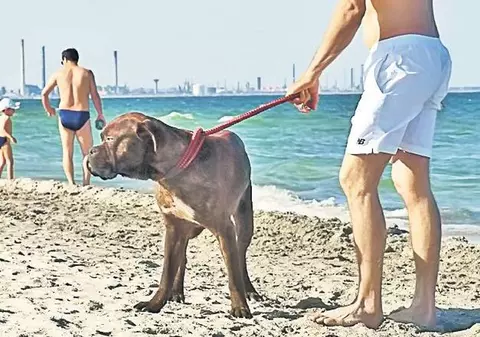 O fetiţă de 7 ani, muşcată de un câine lăsat liber de proprietar pe o plajă din Constanţa