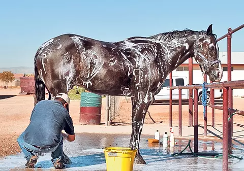 Păr mătăsos ca de... cal! O modă bizară apare în România