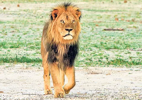Un pui al leului Cecil a fost ucis