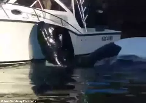 Imaginile au ajuns virale! Momentul în care o balenă se apropie de barca unor pescari şi cere ajutor