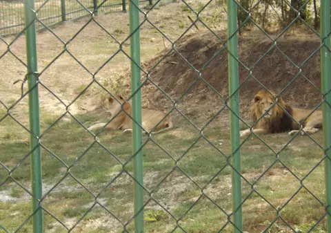 Leii lui Nuţu Cămătaru, vedete la Galați