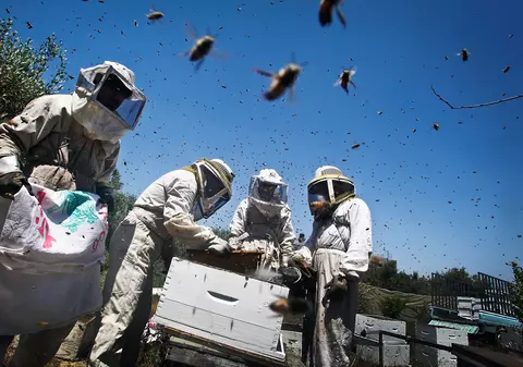Canicula a înnebunit albinele! Insectele agresive au băgat în spital câteva zeci de persoane