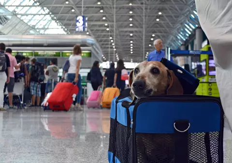 Grevă la Alitalia. 142 de zboruri au fost anulate