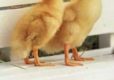 Rușii au executat 50 de boboci de rață care au "pătruns ilegal în țară"