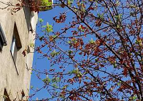 La Botoșani, castanii au înflorit a doua oară