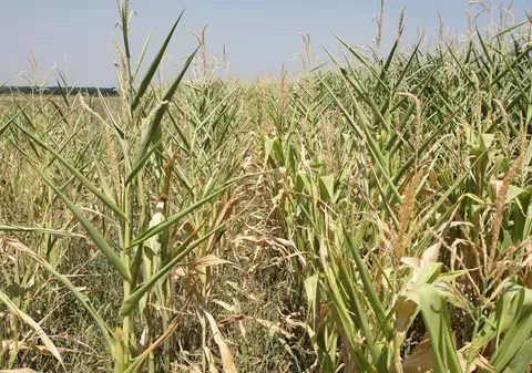 Cea mai gravă secetă din ultimii 100 de ani în România și Polonia. Situația este și mai dramatică în Cehia