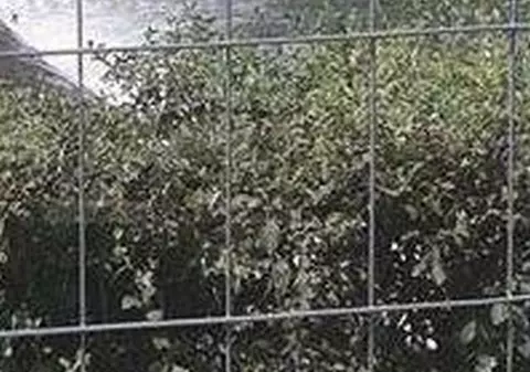 Nu a avut pic de ruşine! Cum a fost fotografiat un bărbat, lângă gardurile de la Untold Festival