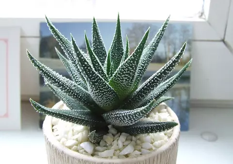 5 plante pentru dormitor care te ajută să dormi mai bine!