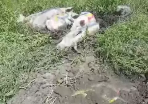 Ce zice Patriarhia română despre bucureșteanul care a adus porci pe terenul moscheii!