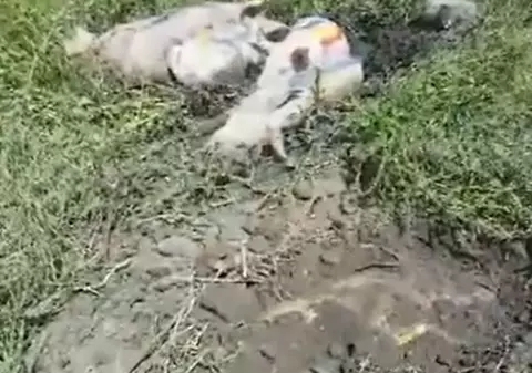 Ce pedeapsă riscă cei care au îngropat un porc pe terenul unde ar urma să fie construită moscheea Bucureşti | VIDEO