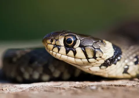 Pitonul care a „mâncat” prosopul. Cum au reușit veterinarii să-l salveze