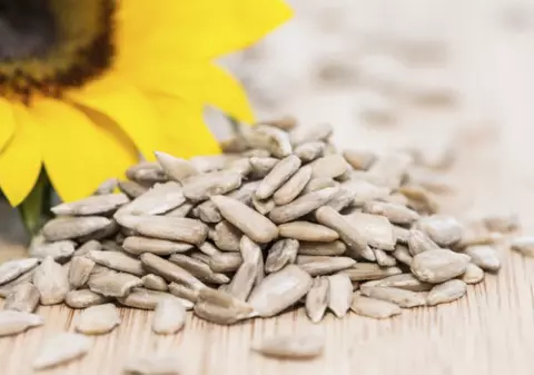 Floarea soarelui se recoltează mai devreme, anul acesta. Care este cauza și cum afectează producția