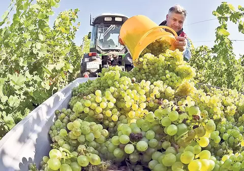 Vin puţin, tare şi aromat!