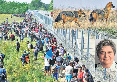 Gardul ungar stopează migraţia… şacalului!