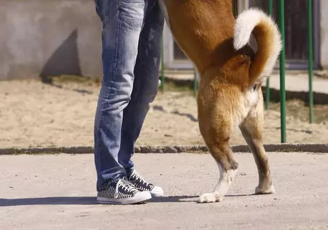 Cel mai bun prieten al omului cu cheltuială se ține! Vezi cât plătesc românii pe hrana pentru câini 