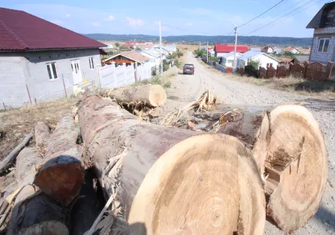 Defrişăm munţii României într-o veselie! Drujbele au prins apetit de brazi în 2014